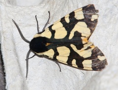 Arctia villica konewkaii