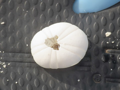 Echinoneus cyclostomus