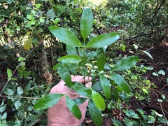 Dinosperma erythrococcum