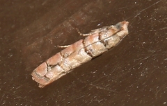 Blastesthia tessulatana