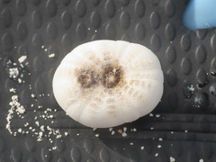 Echinoneus cyclostomus