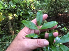 Dinosperma erythrococcum