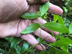 Dinosperma erythrococcum