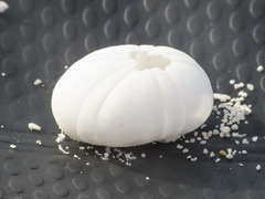 Echinoneus cyclostomus