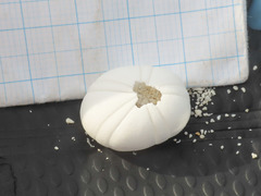 Echinoneus cyclostomus