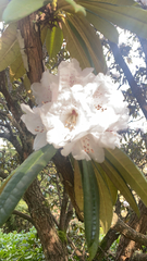 Rhododendron pseudochrysanthum