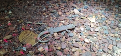 Gehyra australis