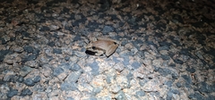 Litoria spaldingi