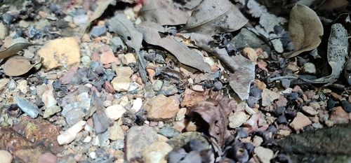Northern Territory Frog, Austrochaperina adelphe