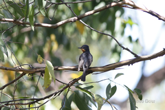 Myiagra rubecula