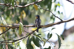 Myiagra rubecula