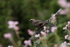 Trochalopteron elliotii