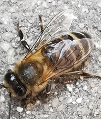 Apis mellifera