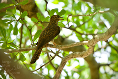 Cacomantis merulinus querulus