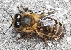 Apis mellifera