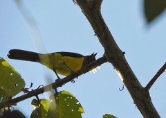 Melanochlora sultanea