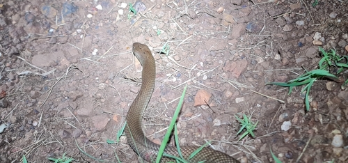 Pygmy Mulga Snake