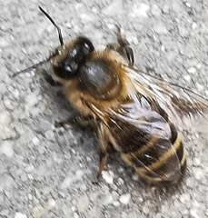 Apis mellifera