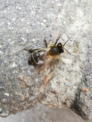 Apis mellifera
