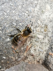 Apis mellifera