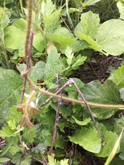 Indolestes peregrinus