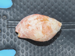 Latirolagena smaragdulus