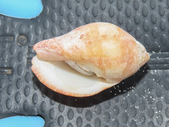 Latirolagena smaragdulus