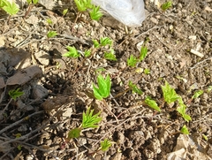 Aegopodium podagraria