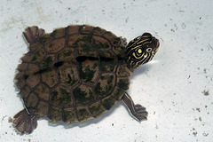 Graptemys sabinensis