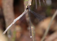 Chorismagrion risi