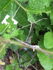 Indolestes peregrinus