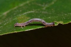 Dysgonia proxima