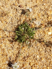 Teesdalia