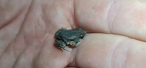 Fat Toadlet, Uperoleia crassa