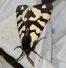 Arctia villica konewkaii