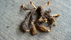 Ophiocordycipitaceae