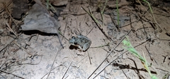 Litoria pallida