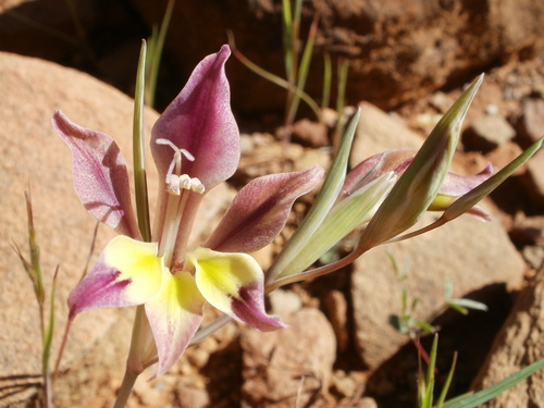 Image of Skull Glad (Gladiolus scullyi) by (c) marius, some rights reserved (CC BY)