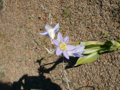 Moraea speciosa