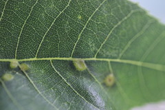 Caryomyia holotricha