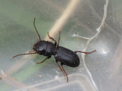 Dixus sphaerocephalus