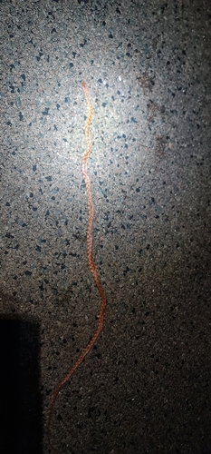 Brown Tree Snake sighting