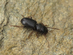 Dixus sphaerocephalus