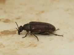 Ptilophorus dufouri