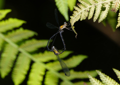 Lestoidea