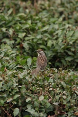 Pterorhinus lanceolatus