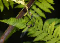 Lestoidea
