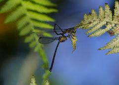 Lestoidea