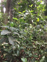 Nauclea diderrichii