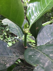 Nauclea diderrichii